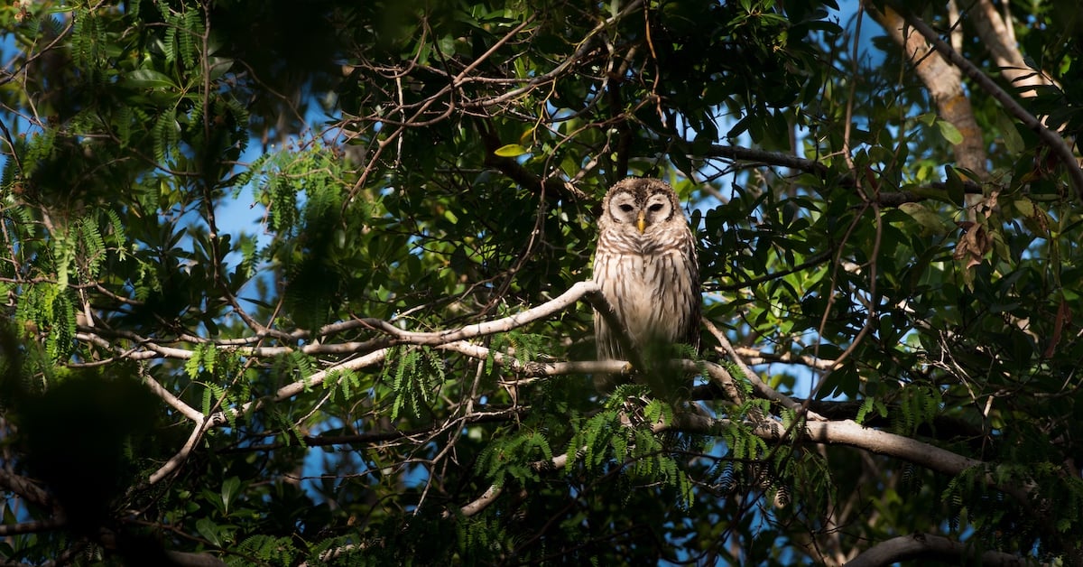 An onlooking owl in the Everglades, FL