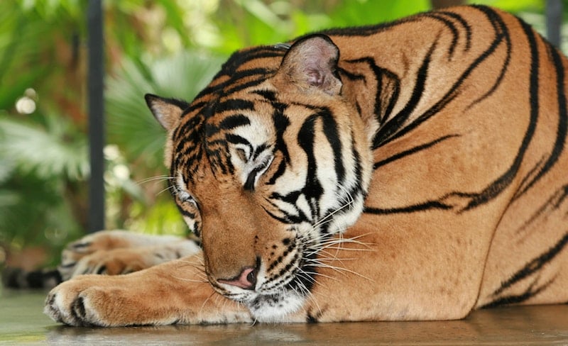 Bengal Tiger