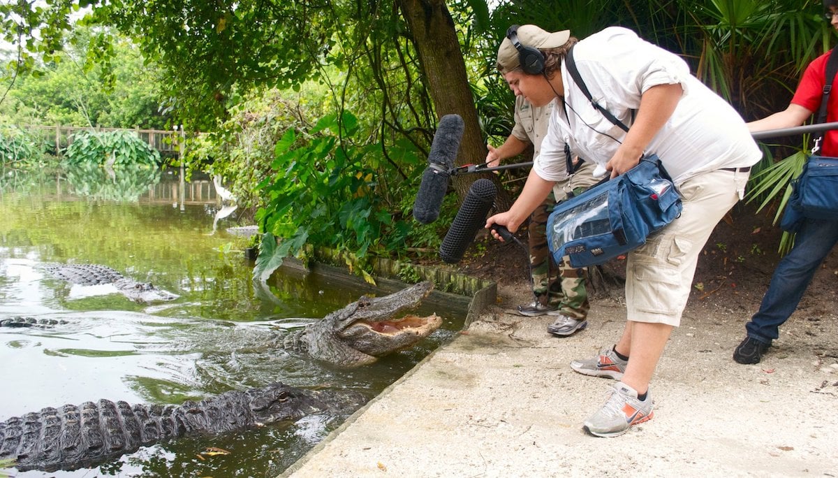 Recording alligator sound effects