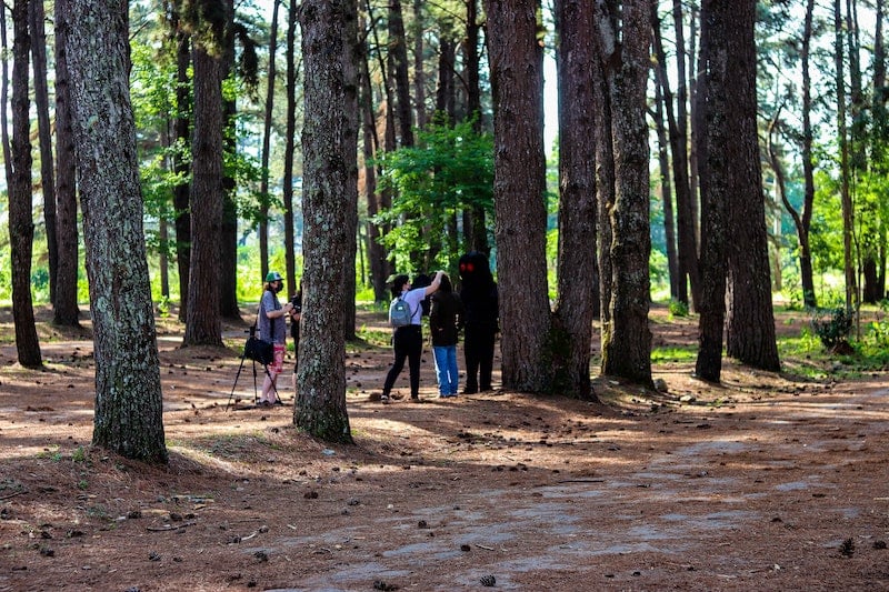 Field recording in the woods