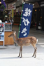 Japanese Sika Deer - courtesty of Wikipedia