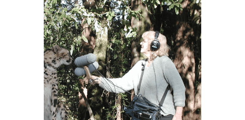 Ann Kroeber recording cheetah