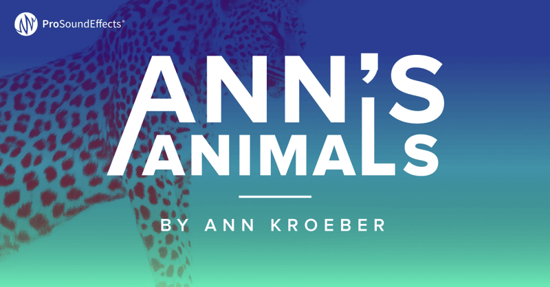 Ann's Animals product image