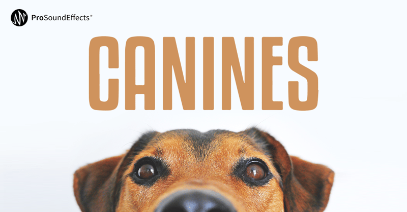 canines-share