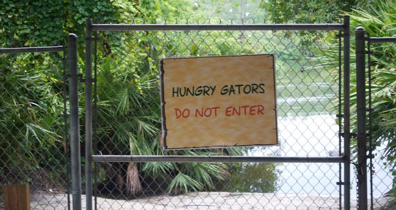 Hungry Gators