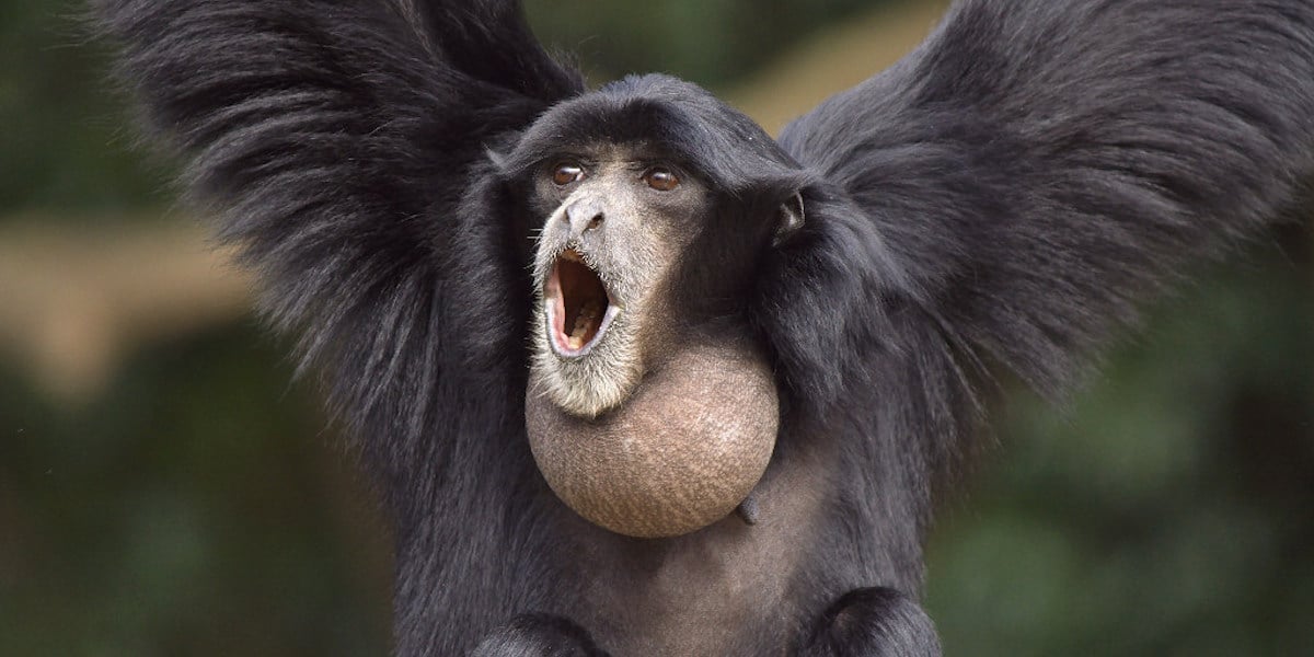 siamang