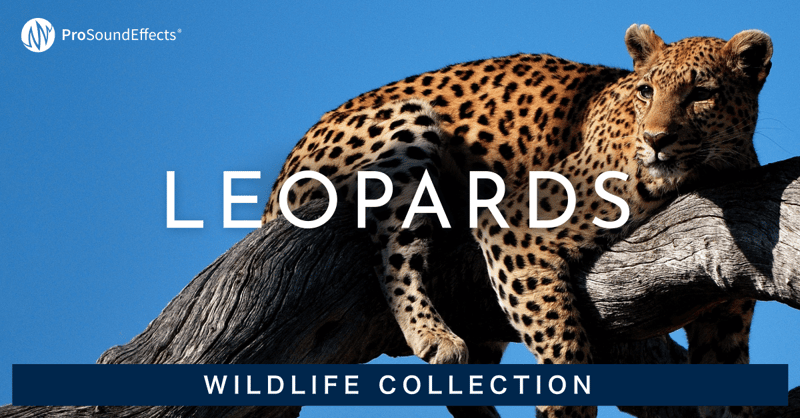 Wildlife Collection: Leopards